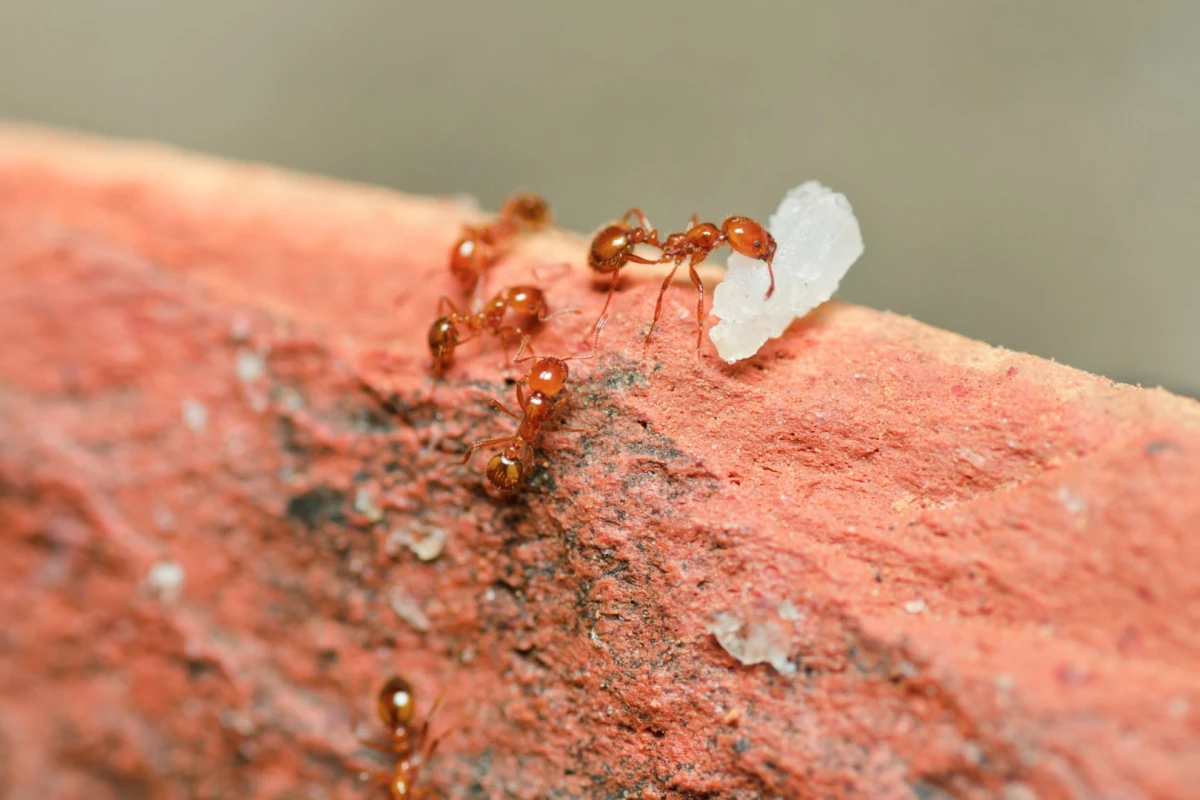 Researchers have discovered a toxic compound in fire ant venom that could inspire new treatments for psoriasis