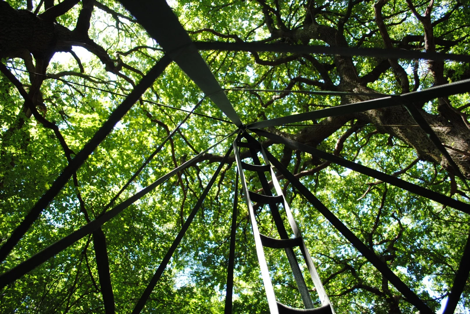 The interior ladder lets occupants make adjustments or climb up into the tree