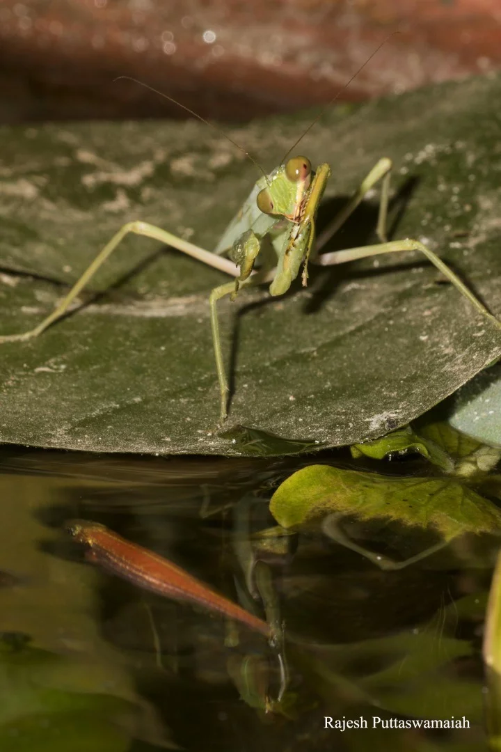 The praying mantis paid daily visits to a plant-pot water feature, where it would perch on the leaves of water lilies and water cabbage plants floating on the surface