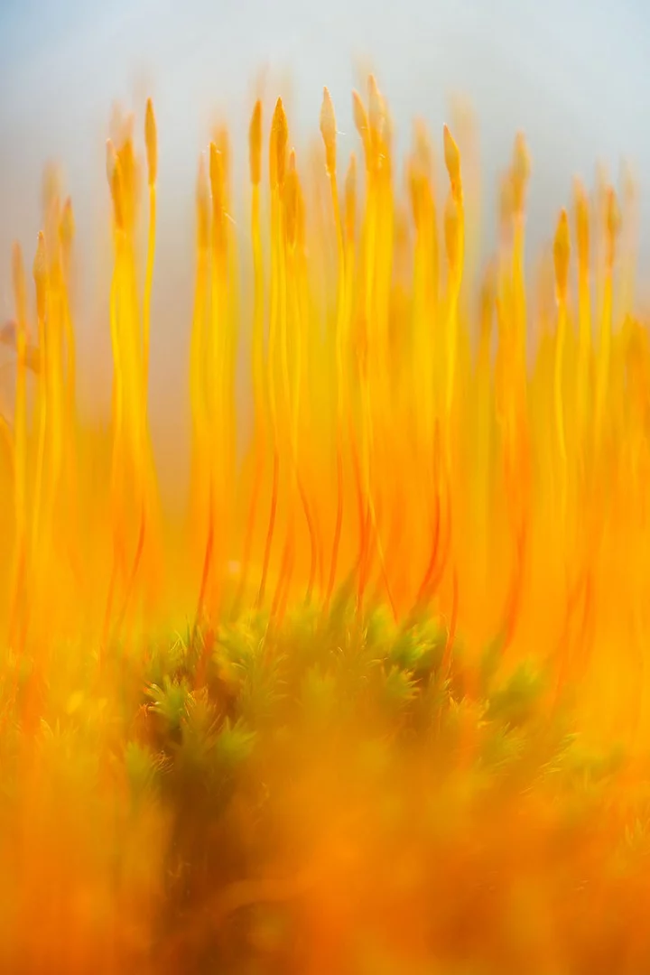 Highly Commended: On Fire