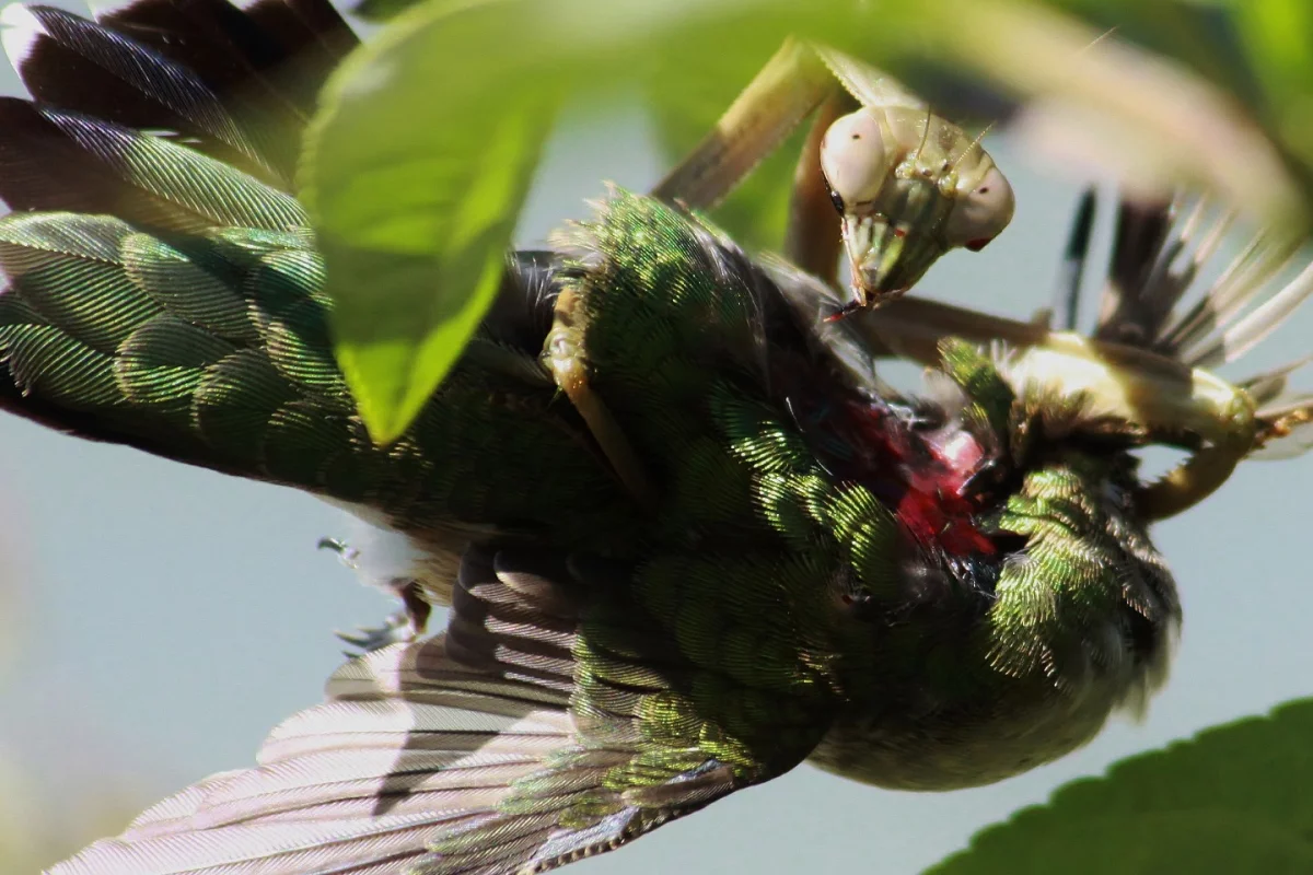 A worldwide study has shown praying mantises regularly kill and eat small birds