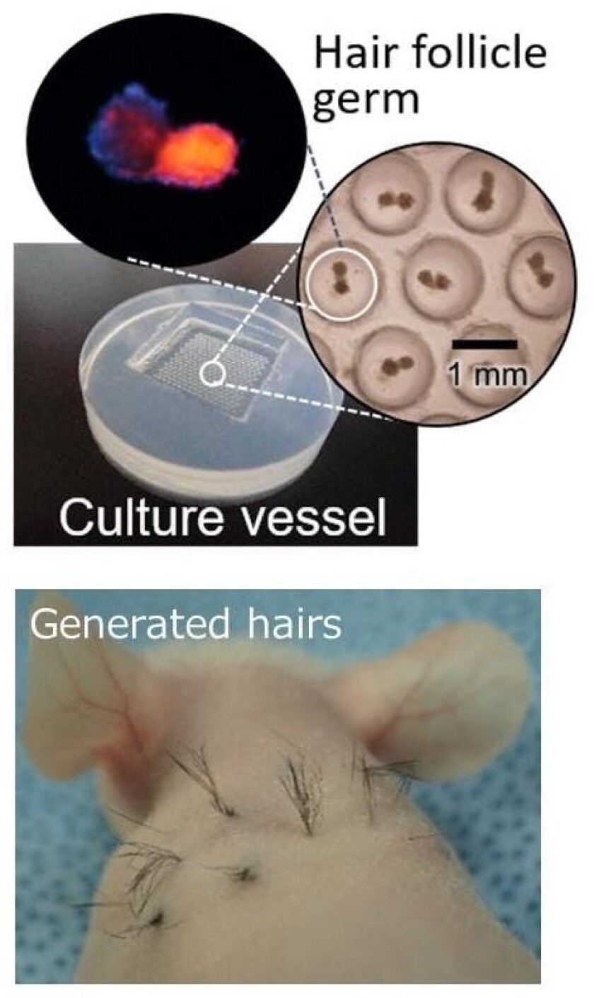 Hair follicle germ culture vessel and regenerated hairs on a mouse's back (below)