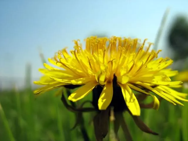 The Soviet Union first explored Russian dandelion (Taraxacum kok-saghyz) in 1932, as a domestic source of rubber