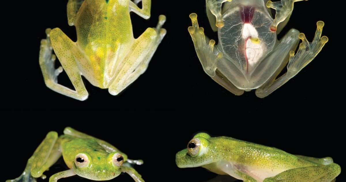 Newlydiscovered frog has visible heart