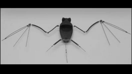 The ‘robo-bat’ skeleton (Photo: Gheorghe Bunget, North Carolina State University)