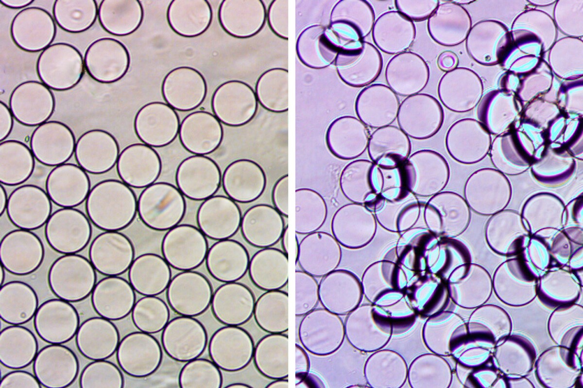 Janus droplets without E coli, left, and with E. coli, on the right