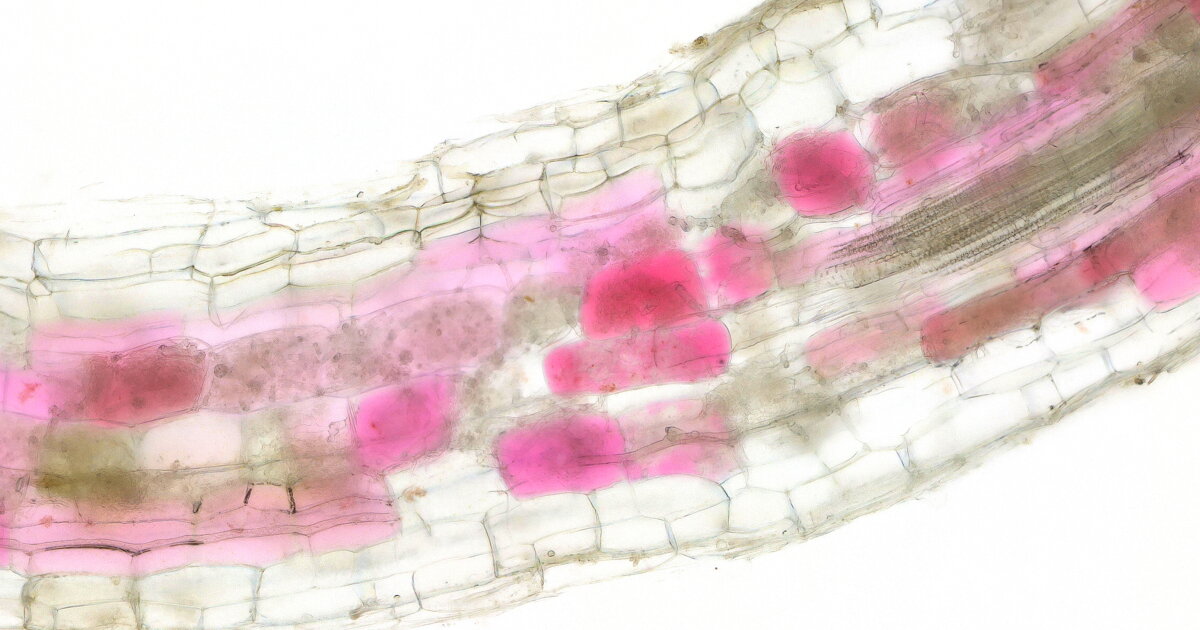 Root 108 Engineered plants' roots turn red when helpful fungi show up