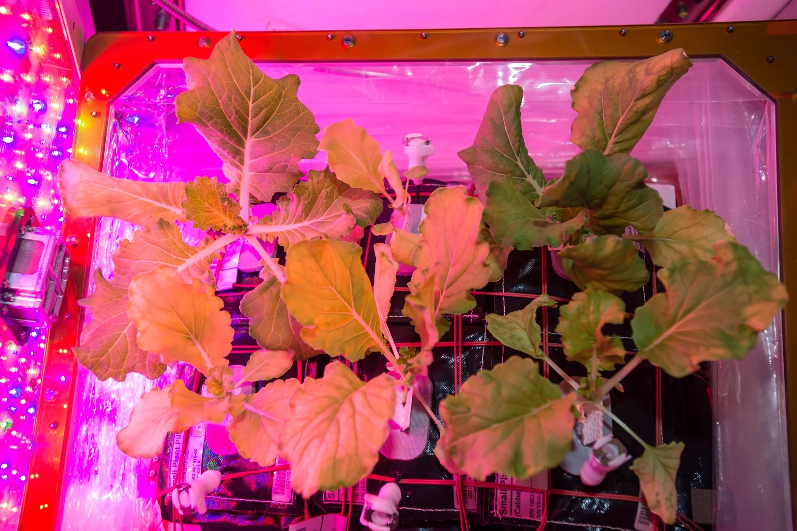 Tokyo Bekana Chinese cabbage leaves ready to be harvested in the Veggie experiment on the ISS