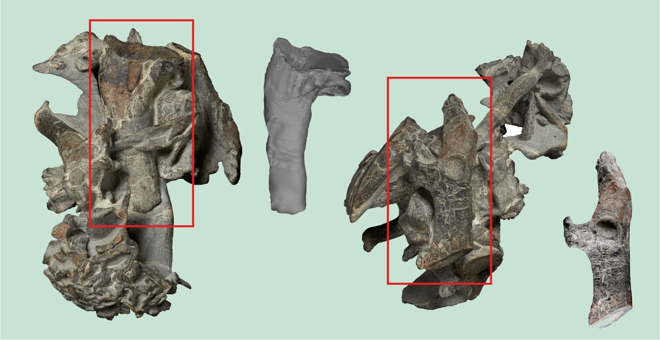 The humerus and a bone from the shoulder girdle (coracoid) Paleocene giant penguin, shown separated from the original bone cluster