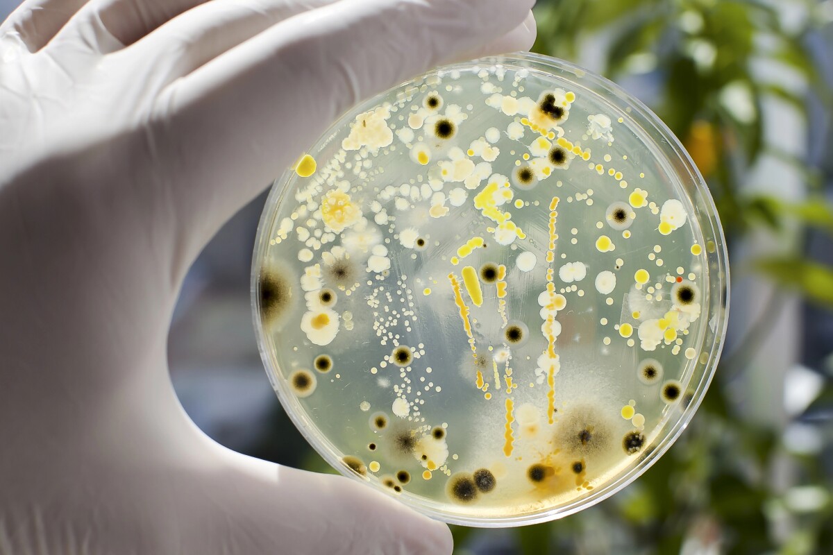 27 oral microbes drive 250% rise in pancreatic cancer risk