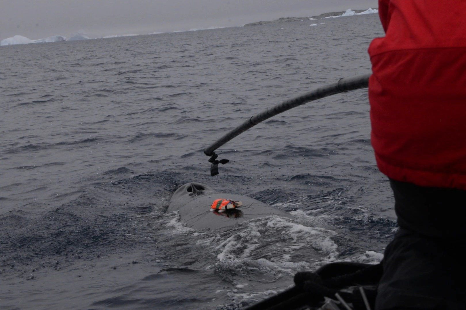 Tagging minke whales will help scientists learn more about how they forage and their favorite feeding spots