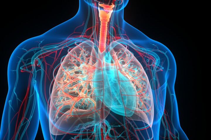 A new study has suggested that low vitamin K levels are linked to lung problems