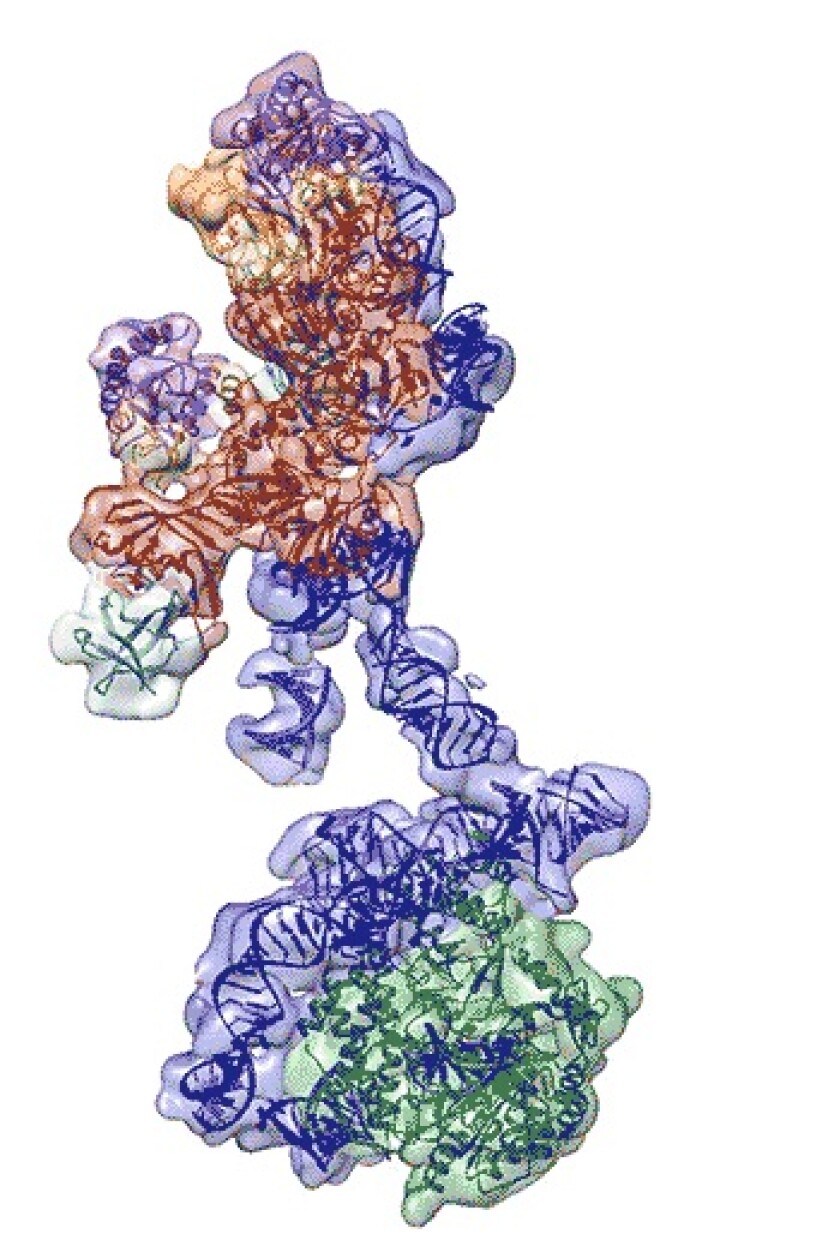A close look at the telomerase structure, including the RNA backbone (blue), proteins (red and orange) and a reverse transcriptase (green)