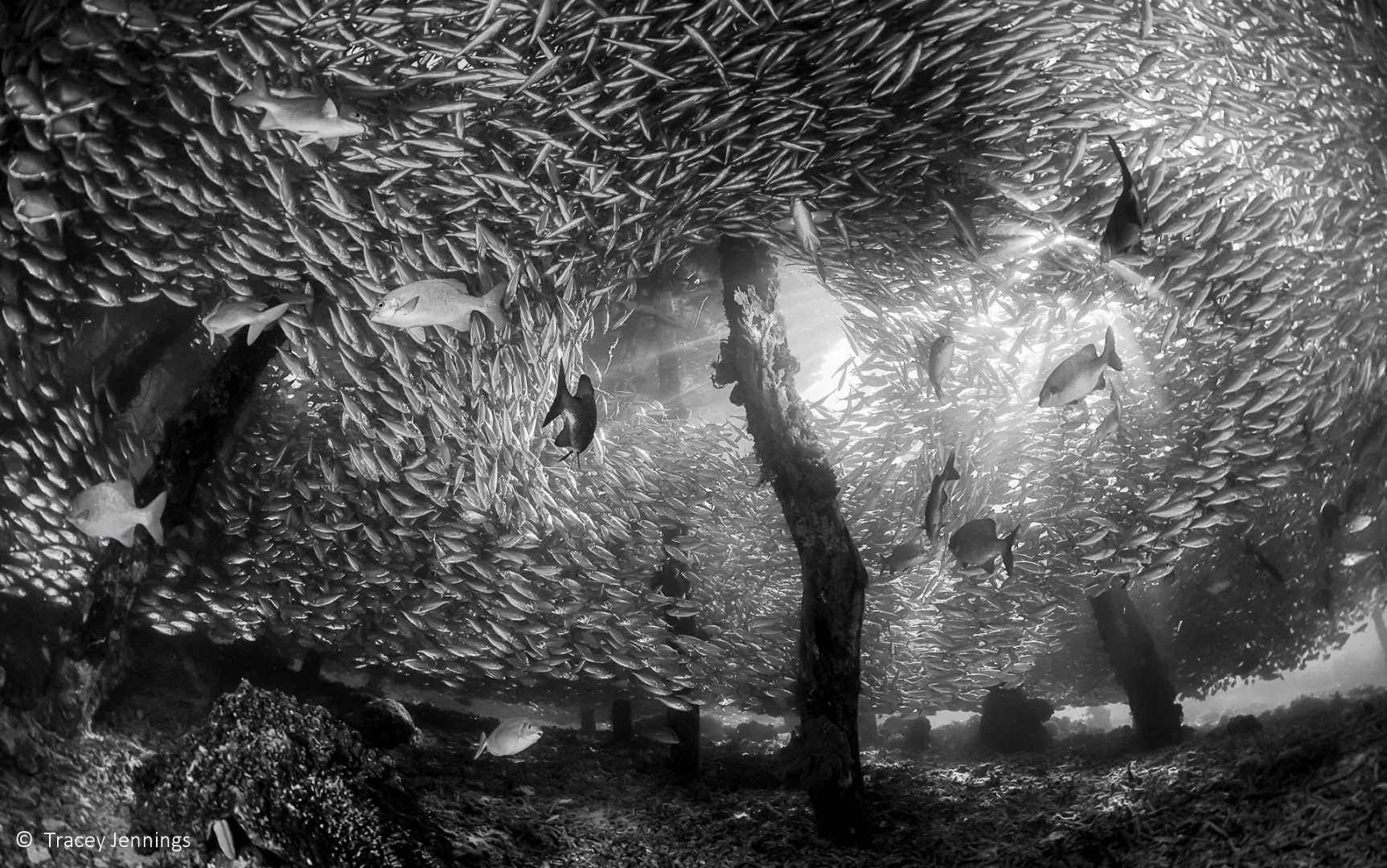 Overall winner: Hide and Seek, by Tracey Jennings – a school of fish flee predators underneath Arborek Jetty in Raja Ampat, Indonesia