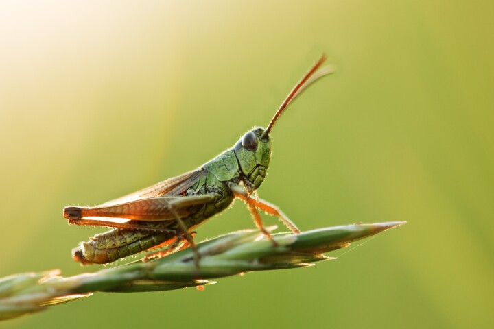 The researchers liken the functionality of their material to the way in which grasshoppers store energy in their legs before leaping