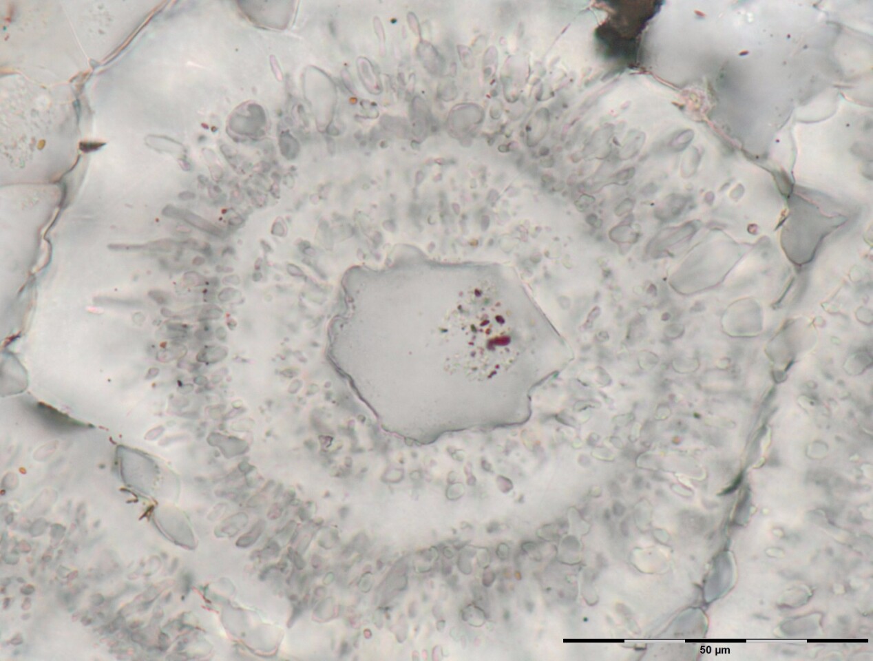 Scientists believe this white iron-carbonate rosette with concentric layers of grey quartz and a quartz crystal core with tiny inclusions of red haematite may have formed through microbe-induced oxidation of organic matter