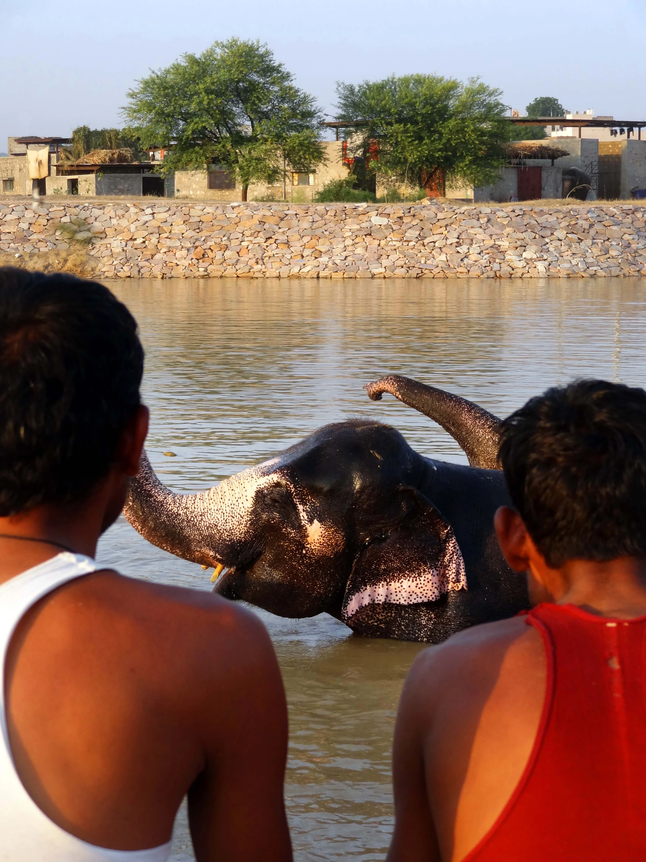 The most prominent feature of the project is a large man-made pool which enables bonding between the elephants and their handlers (Photo: Rajesh Vora)