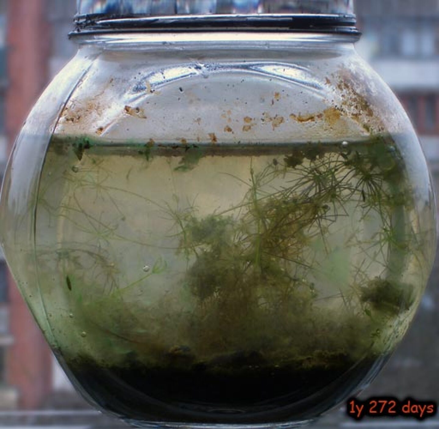 Your very own selfsustained microecosystem