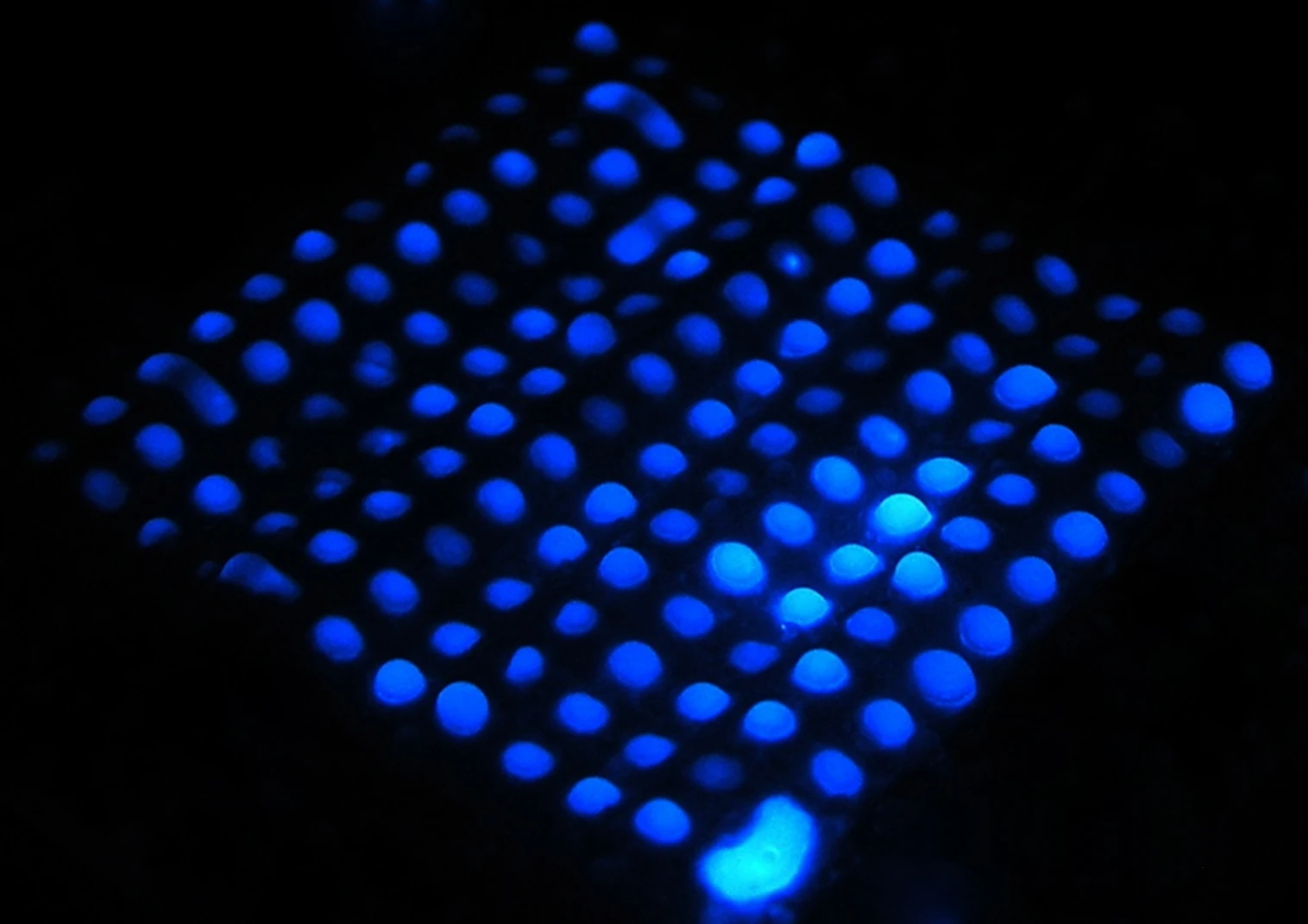 One of the microfluidic paper test strips, fluorescing blue to indicate the presence of hemoglobin (Photo: Birck Nanotechnology Center, Purdue University)