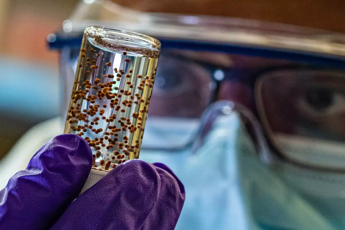 A vial of the stem cell capsules, which were implanted near the hearts of mice that had suffered heart attacks, and worked to heal the damaged tissue