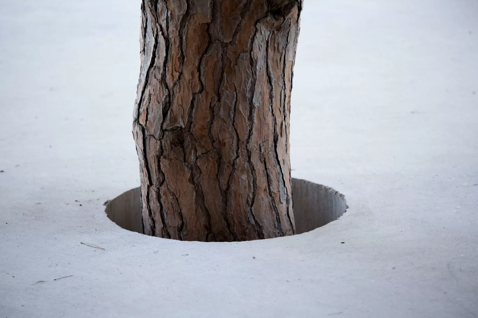 The architects spent considerable efforts designing the homes around the forest and with little impact on the existing flora