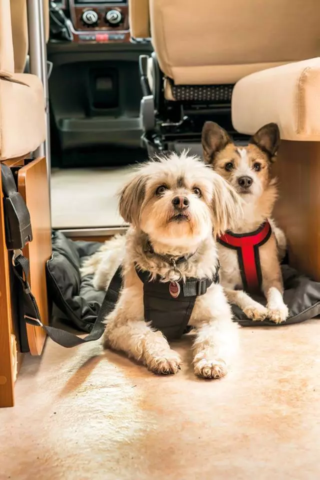 4pfoten also includes buckles near the driver cab, in case you want to secure your dogs closer to you