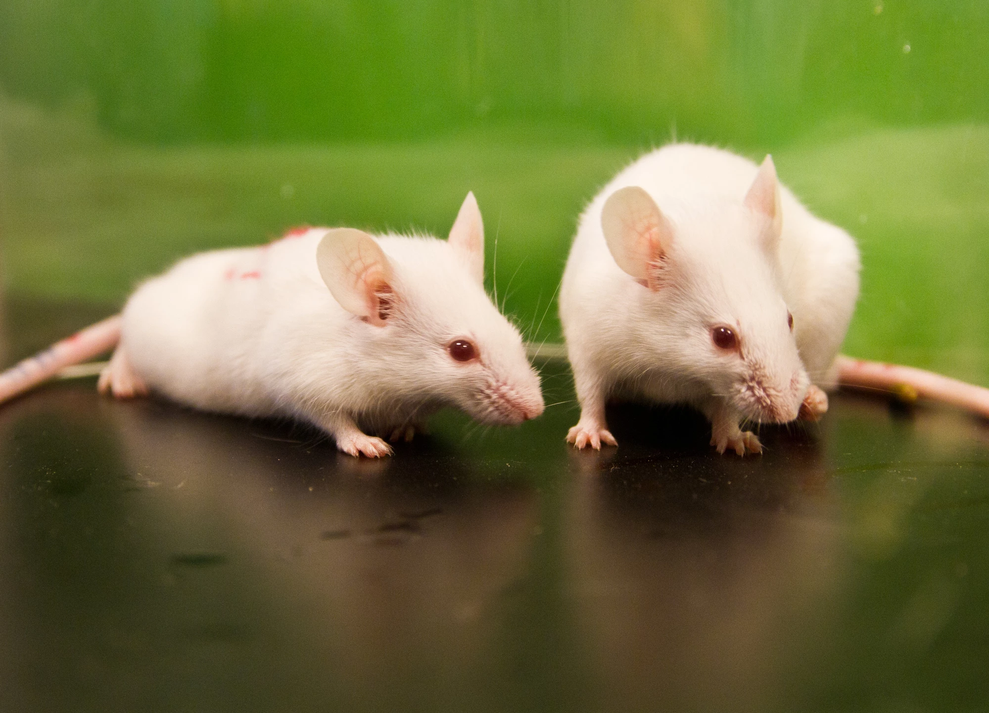 Research has found mice lacking certain gut bacteria displayed antisocial behaviors and high levels of a stress hormone
