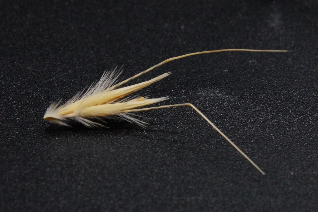 A natural wild oat seed, upon which the design was based