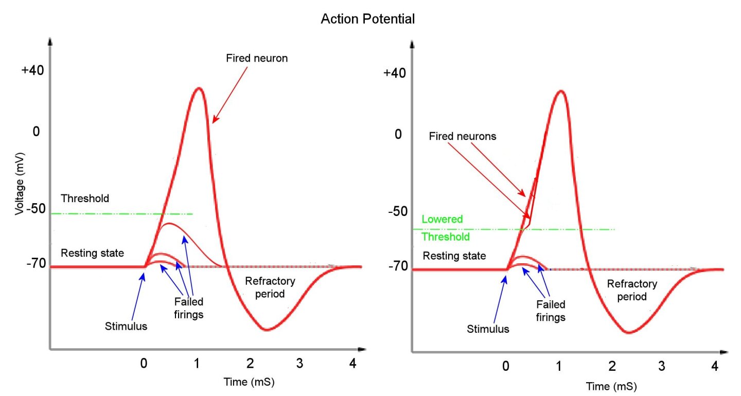 In order for a neuron to fire, the depolarization response to a stimulus must be large enough to pass a threshold. A smaller threshold results in more neurons firing (Image: Chris73 adapted by Author)