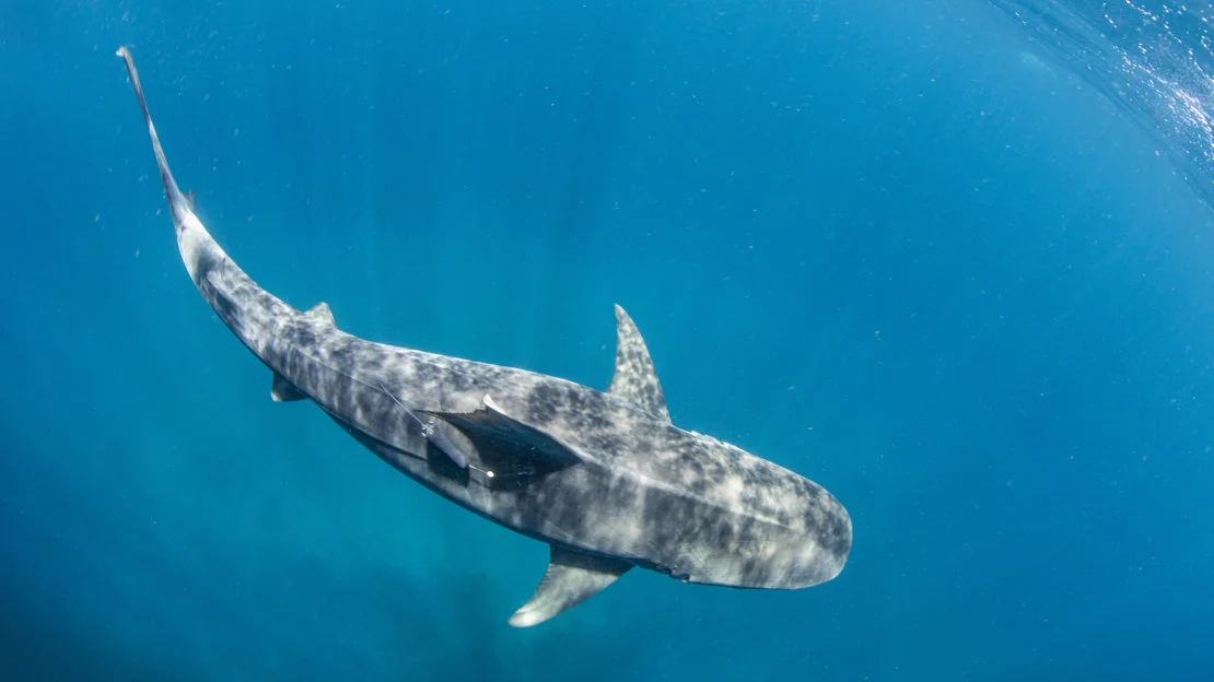 A tagged tiger shark swims free