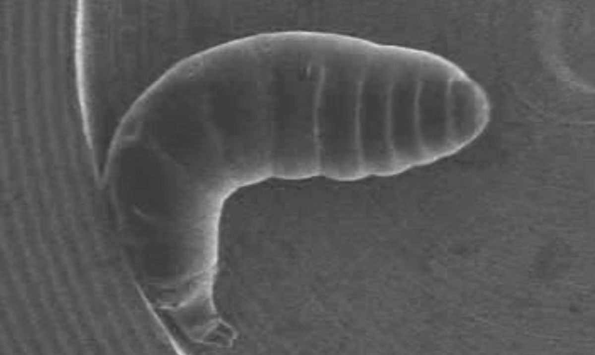 Nanosuited insects survive in a vacuum