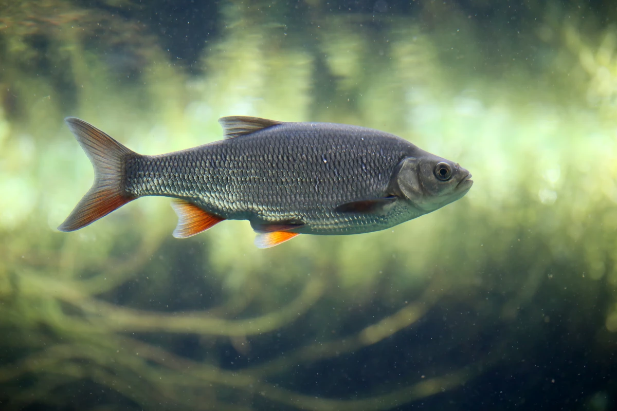Polystyrene and PVC nanoparticles were found in roach fish, after those fish ate fly larvae which fed on lettuce plants grow in soil containing the particles