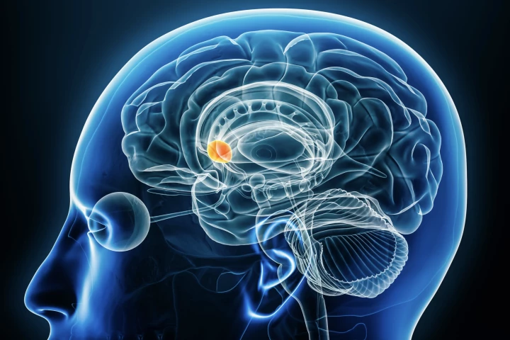 Dopamine isn't "all or nothing" but precisely dealt out to different parts of the brain