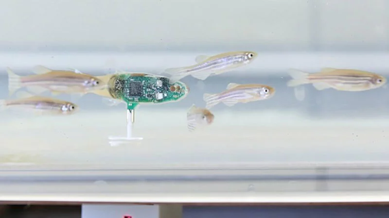 The robotic zebrafish goes undercover
