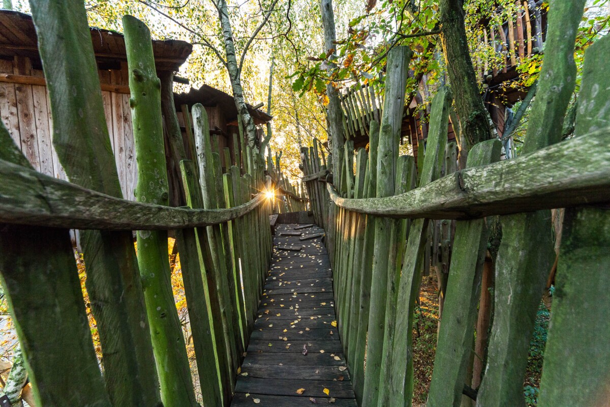 Kulturinsel Einsiedel: dawn on one of the treehouse walkways.