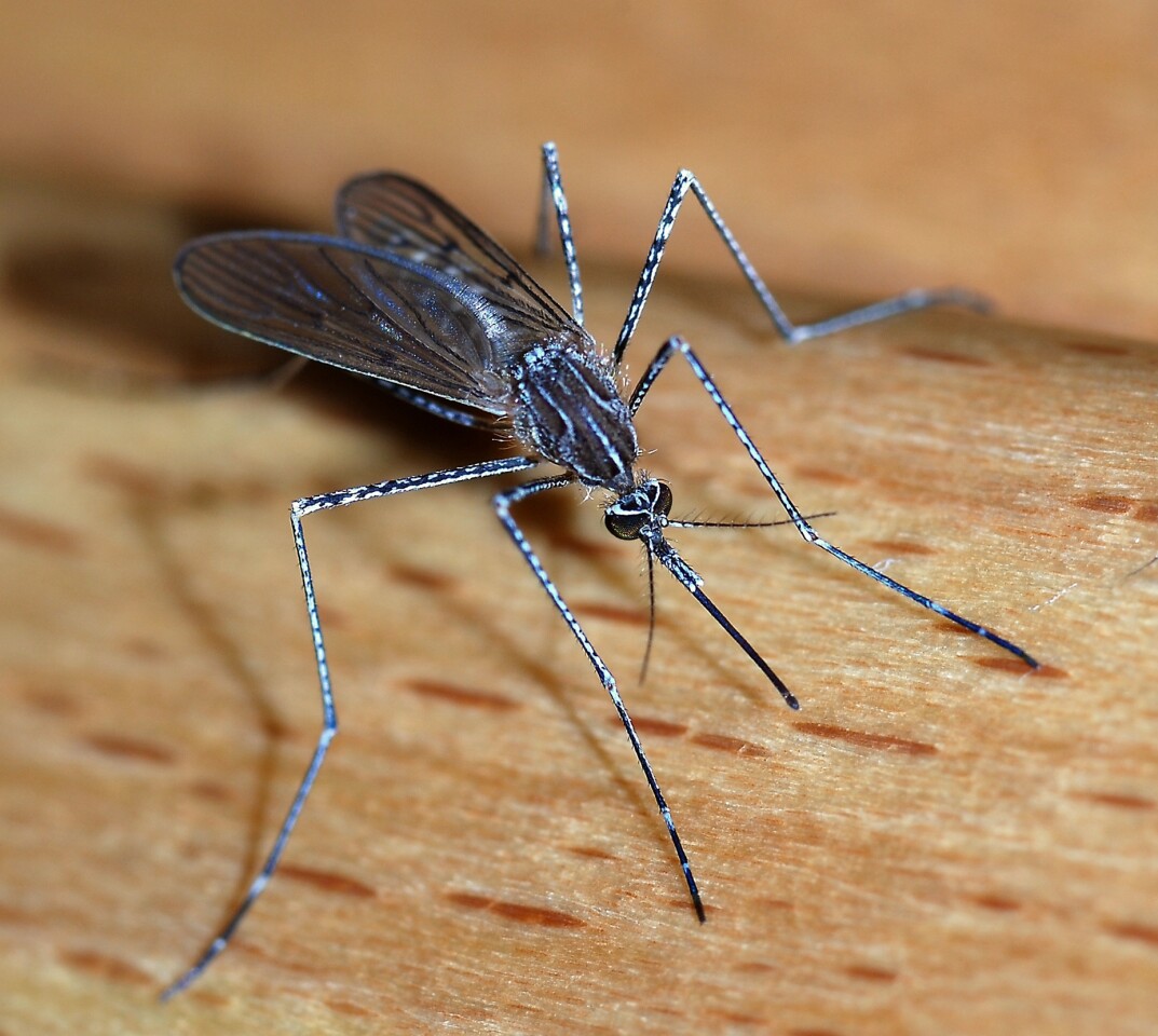 Mosquito.