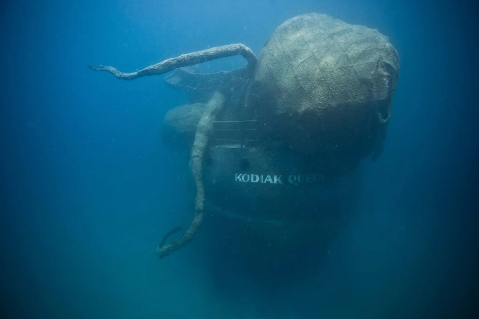 Three months after the ship was sunk the octopus frame is already taking on aspects of a young ecosystem