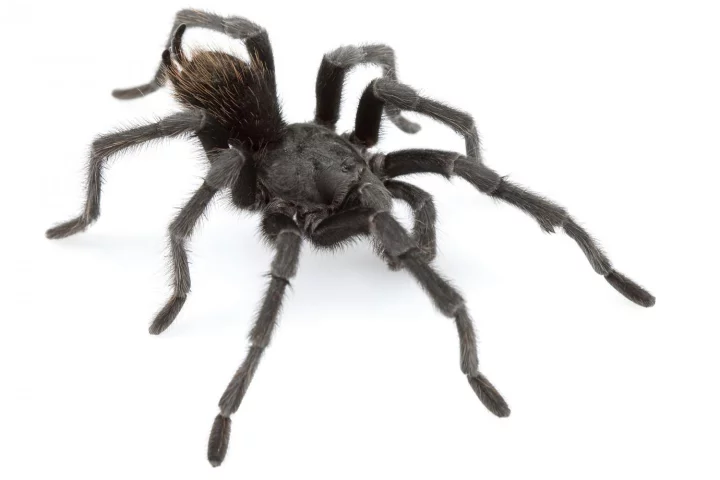 An adult male A. johnnycashi found near Folsom State Prison in California and named for country music legend Johnny Cash