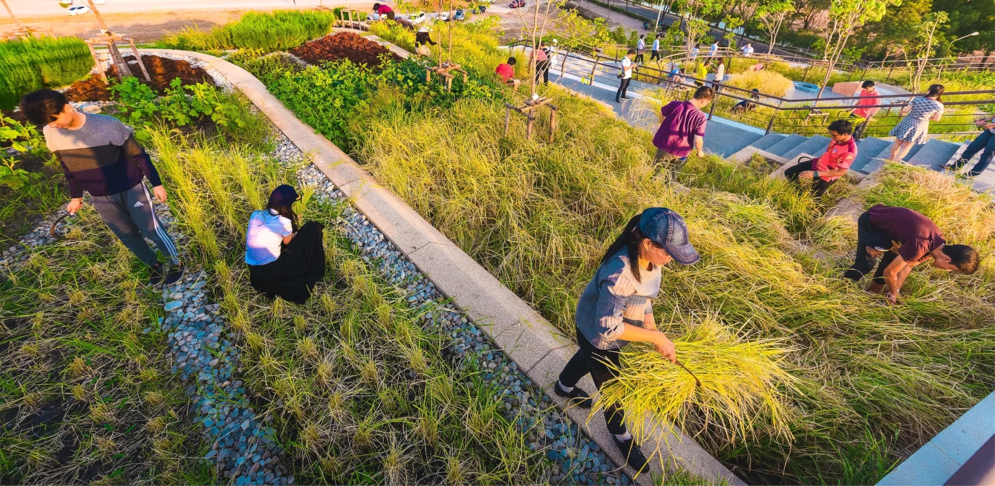 The Thammasat University Rooftop Farm grows more than 40 edible species, including rice, indigenous vegetables and herbs, and fruit trees