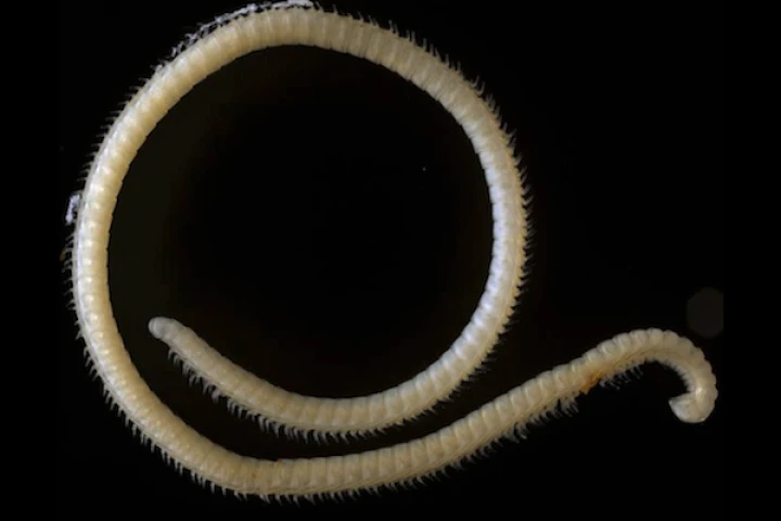 The new species, Illacme tobini, is one of only two in the Illacme family