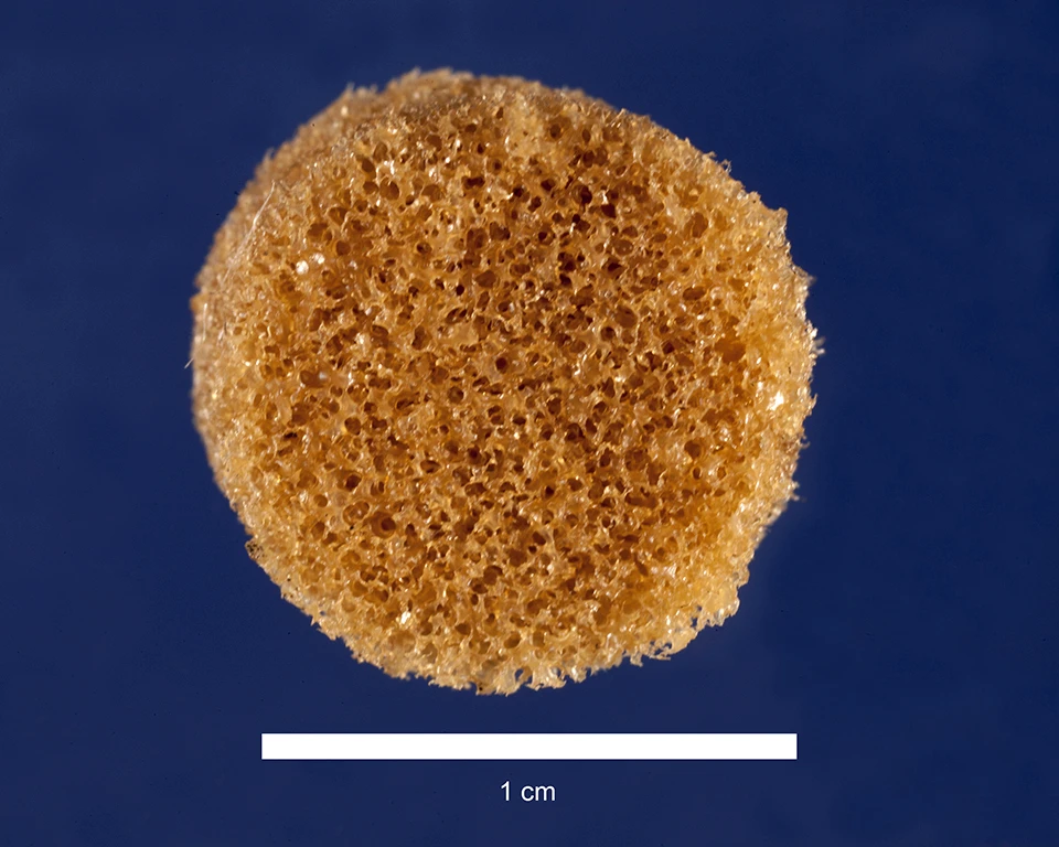 The shape-memory polymer is soft when heated, but turns stiff as it cools
