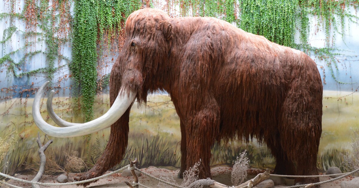 Life story of one mammoth traced from birth to death week by week