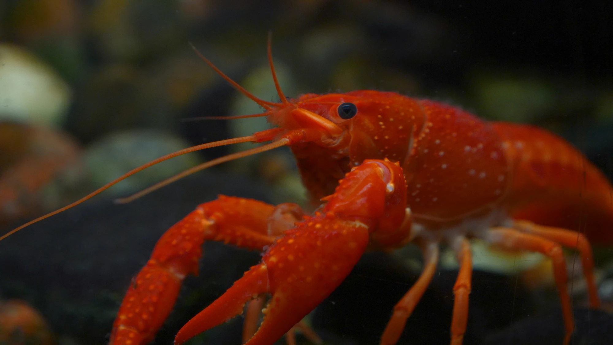 New research has found a species of lobster that grinds plastic waste into smaller microplastic particles