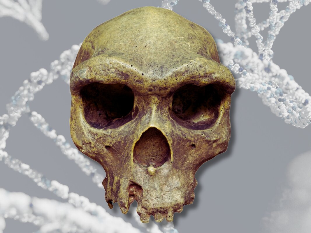 Homo erectus may have passed a genetic legacy down to modern humans after all