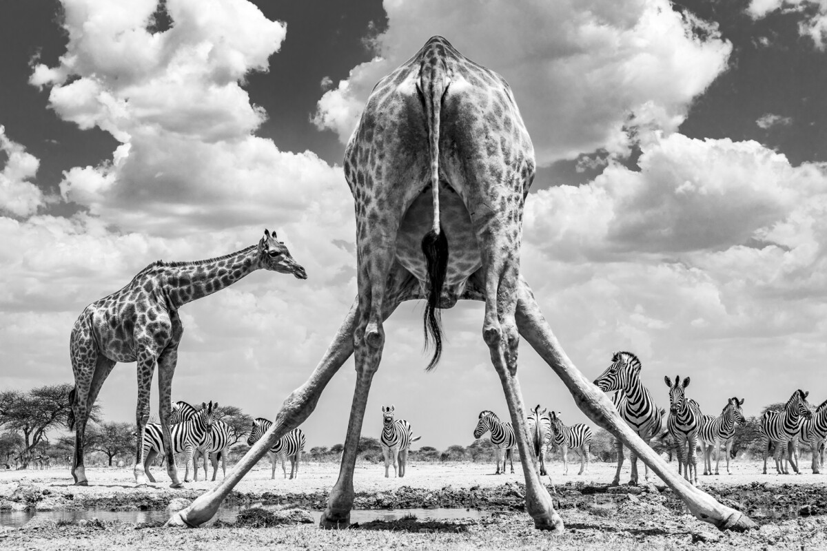 Winner, Sweden. "Spread'em". The Onguma Private Reserve, near Etosha, Namibia