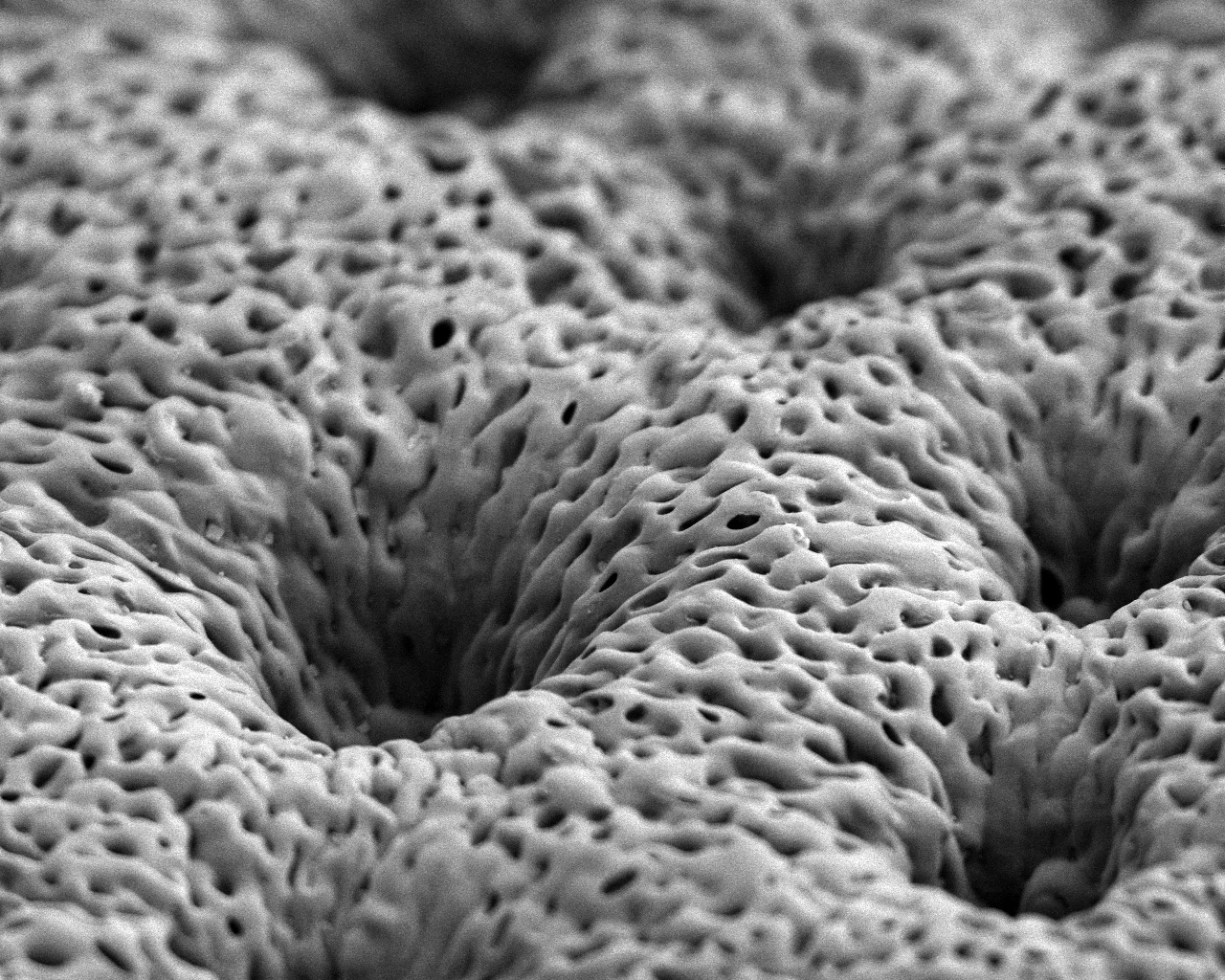 MIT's porous tissue scaffold, as imaged by an electron microscope (Image: MIT)