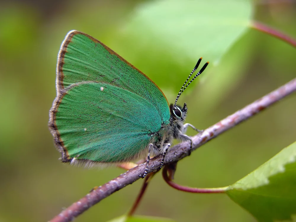 A team of international researchers has developed artificial crystals with unique optical properties by mimicking the wing structure of Callophrys Rubi (aka the Green Hairstreak butterfly) (Photo: Shutterstock)