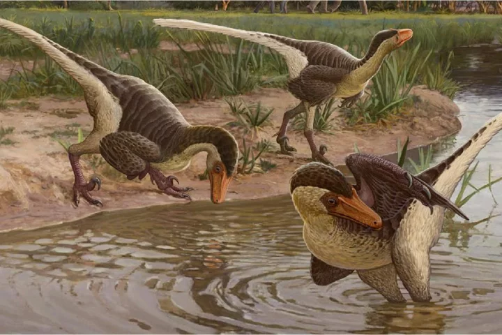 Dineobellator lived considerably farther south than most raptors, which were typically found in the northern US, Canada and Asia