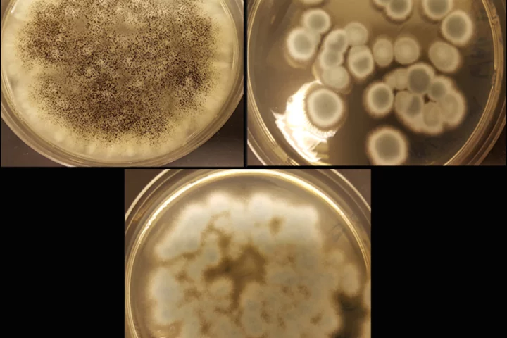 Researchers have used three strains of fungi to extract valuable metals from discarded batteries