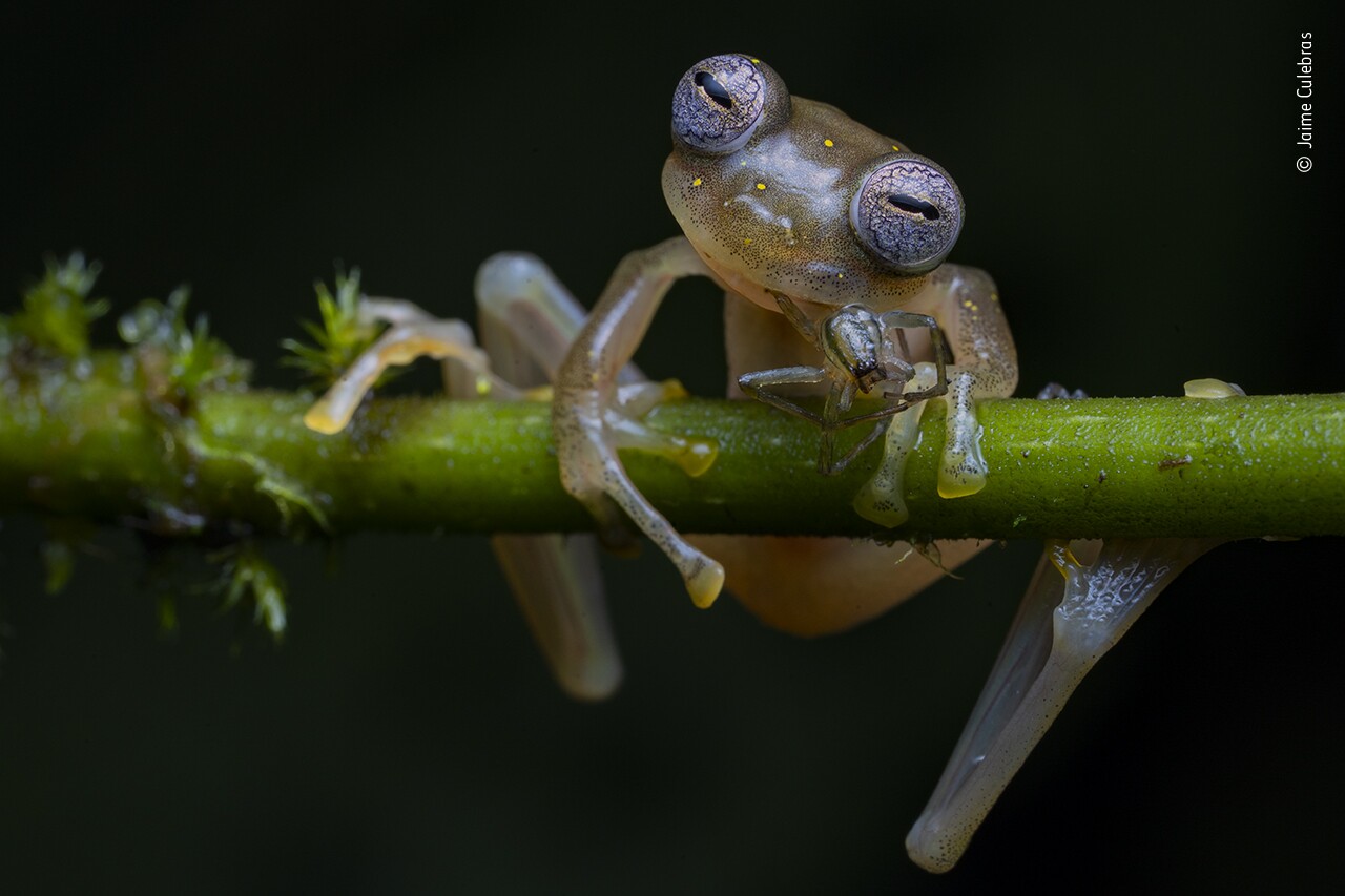 Winner in the Amphibians and Reptiles category: Life in the Balance"A Manduriacu glass frog snacks on a spider in the foothills of the Andes, northwesternEcuador. As big consumers of invertebrates, glass frogs play a key part in maintaining balanced ecosystems. That night, Jaime’s determination to share his passion for them had driven him to walk for four hours, in heavy rain, through the forest to reach the frogs’ streams in Manduriacu Reserve.But the frogs were elusive and the downpour was growing heavier and heavier. Ashe turned back, he was thrilled to spot one small frog clinging to a branch, its eyes like shimmering mosaics. Not only was it eating –he had photographed glass frogs eating only once before –but it was also a newly discovered species.Distinguished by the yellow spots on its back and lack of webbing between its fingers, the Manduriacu frog is found only in this small area. The reserve is private but seriously threatened by mining activities permitted by the government (open-pit mining for gold and copper), as well as illegal logging, and the new frog is considered critically endangered. Serenaded by a frog chorus in torrential rain –he held his umbrella and flash in one hand and the camera in the other –Jaime captured the first ever picture of this species feeding."